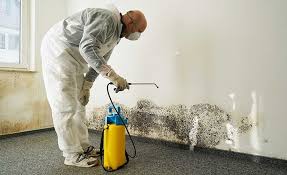 Best Mold Prevention Services in Sturgeon Bay, WI